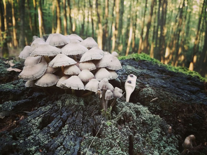 mushrooms