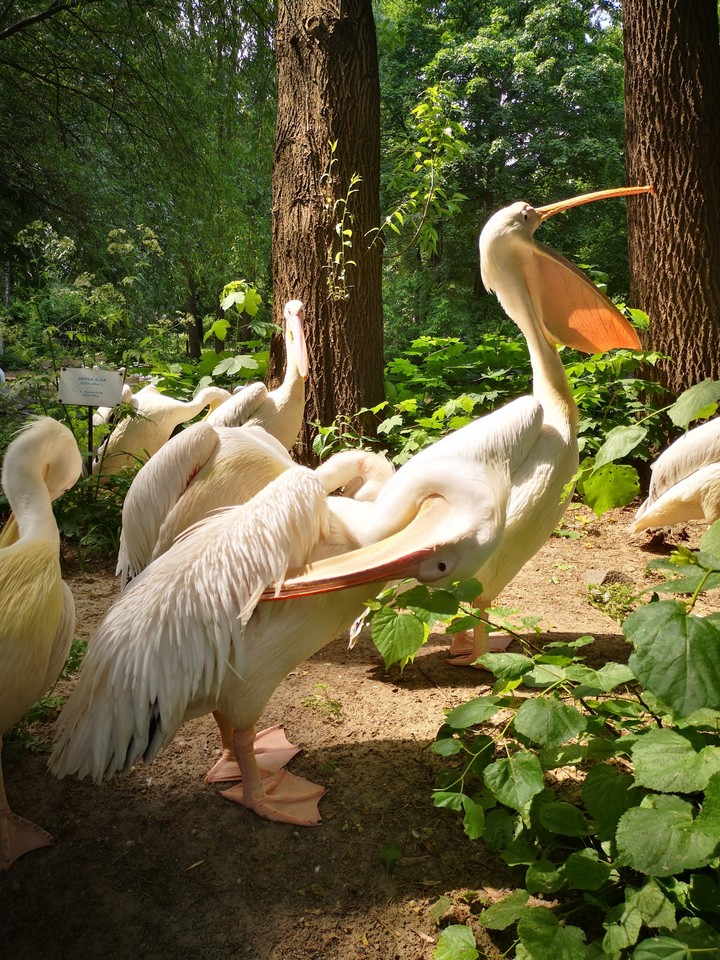 pelican