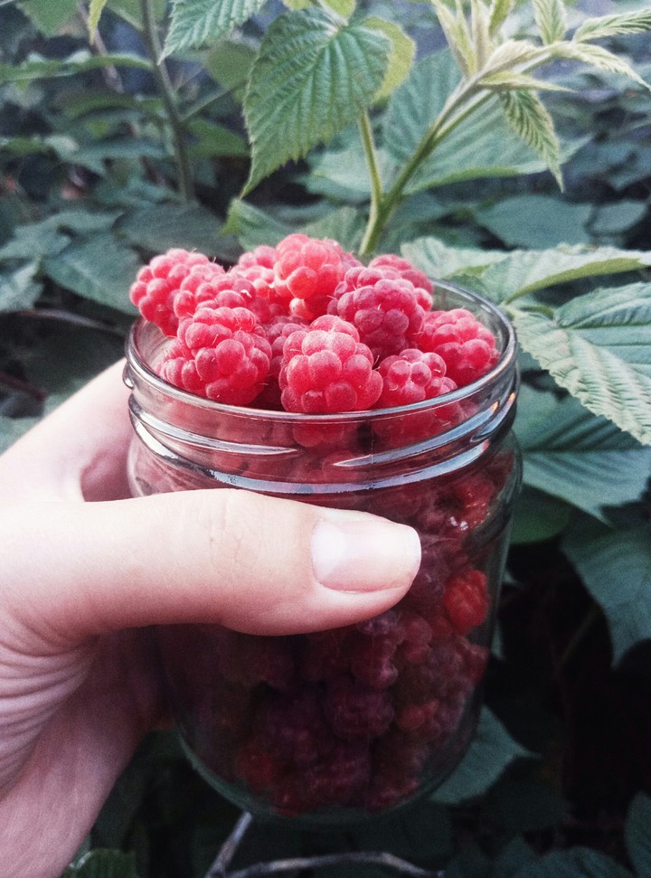 raspberry