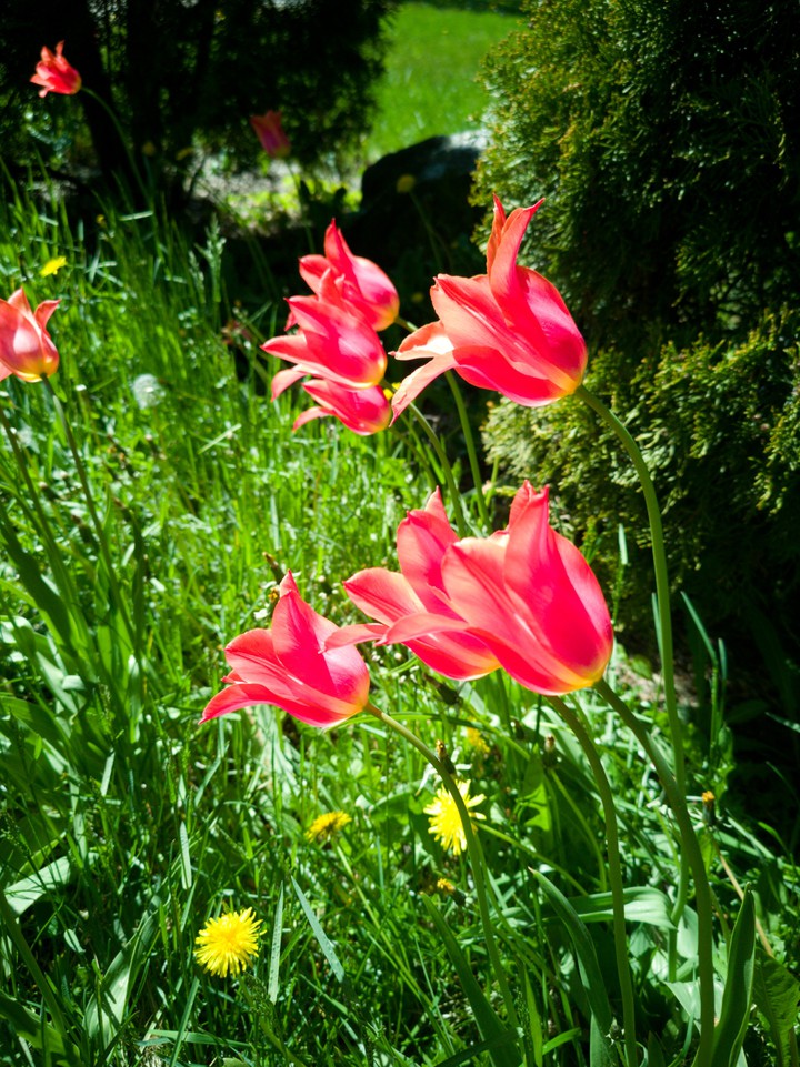 flowers