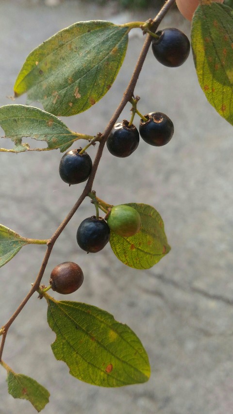 обои tree, leaf