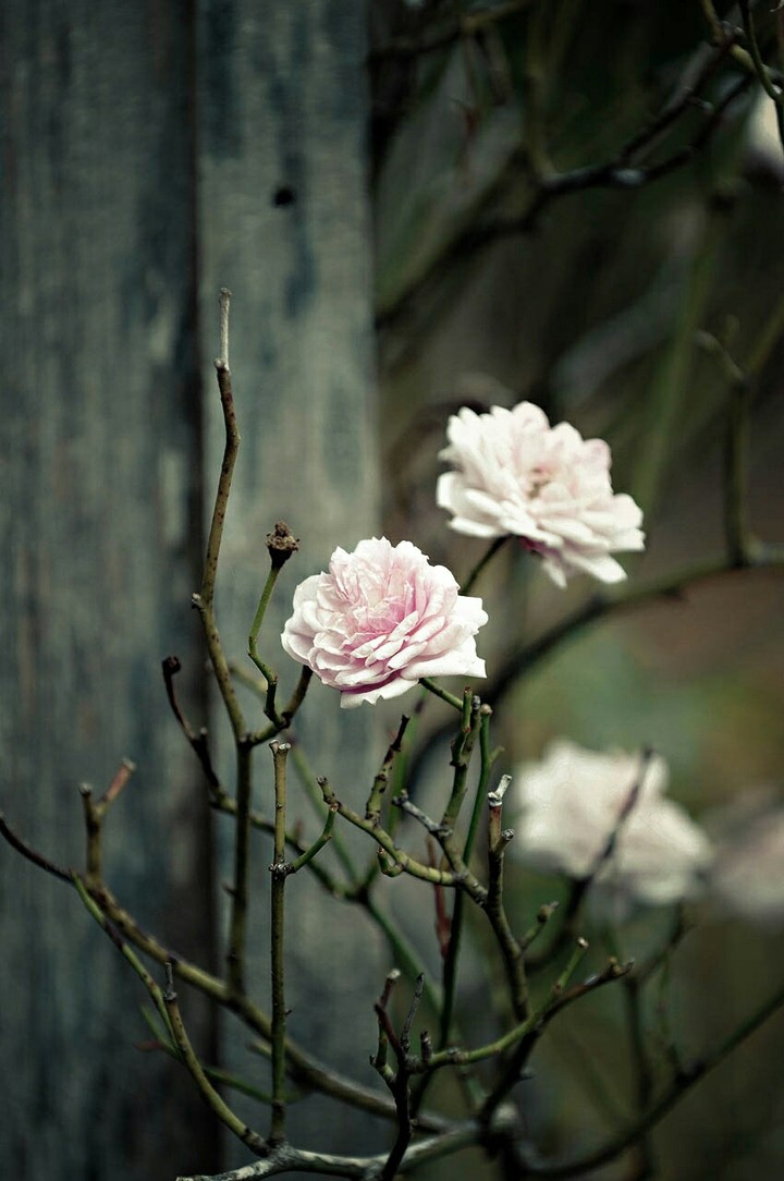 Winter Blossom