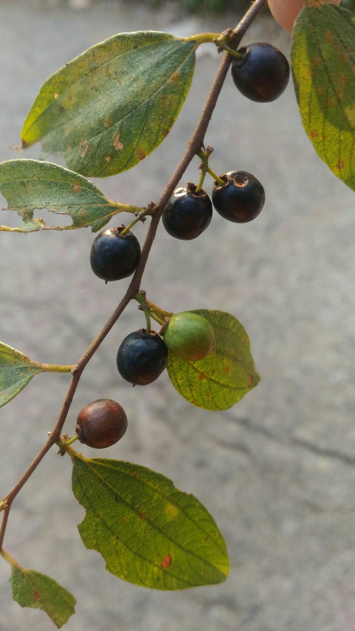 ??