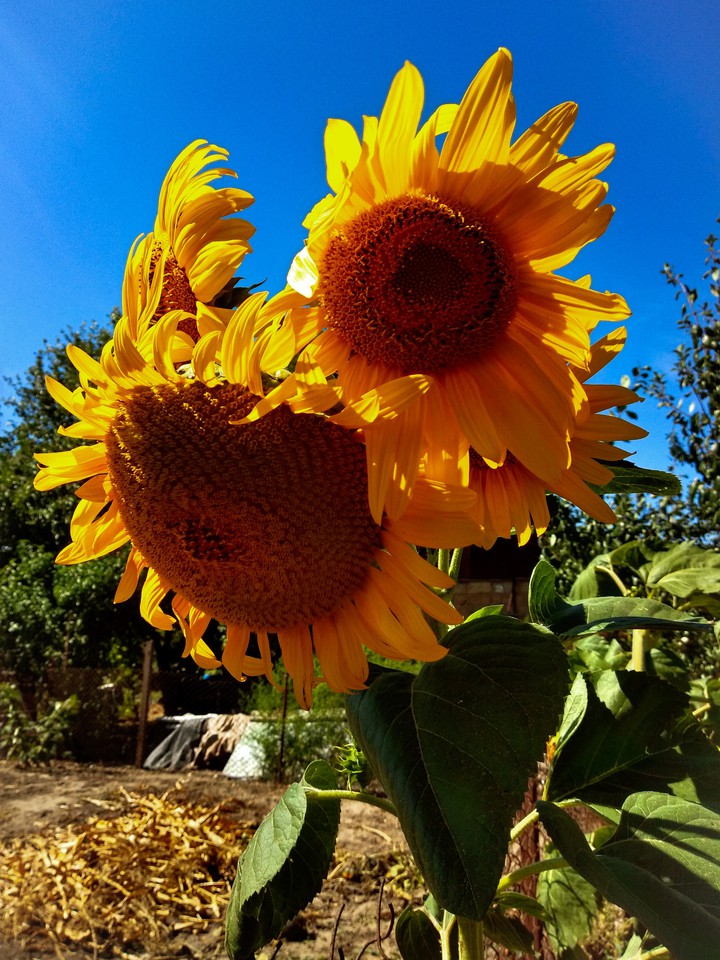 summer beauty