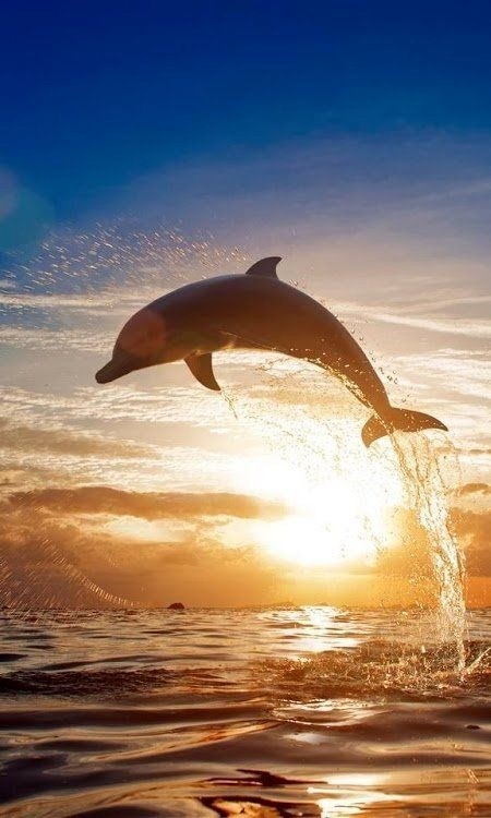 Delfin