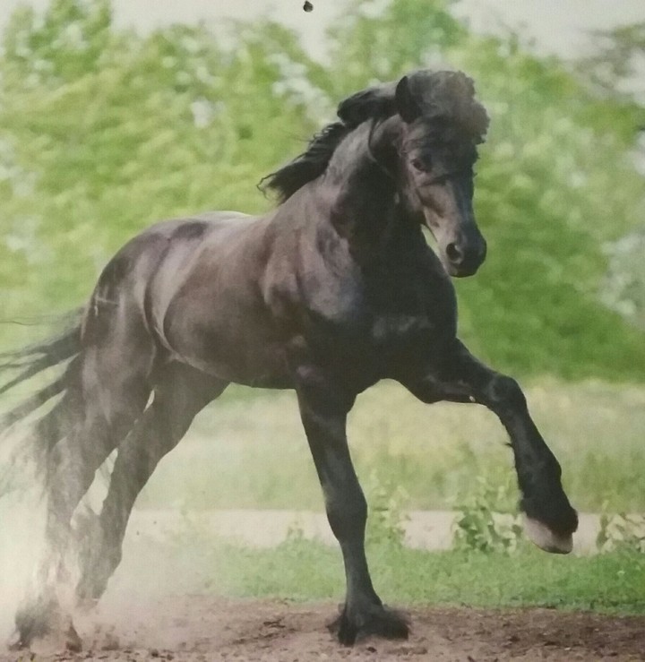 black horse