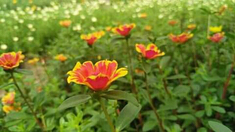 Beautiful morning flowers.
