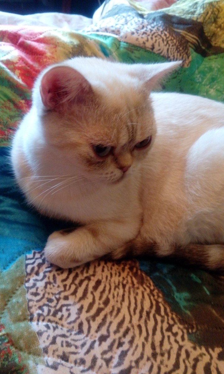 котя