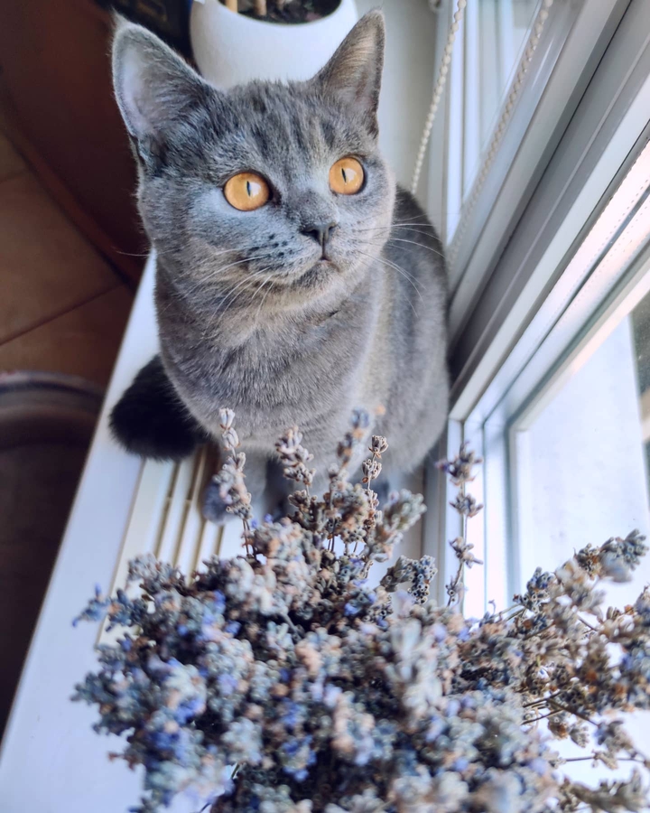 кошка