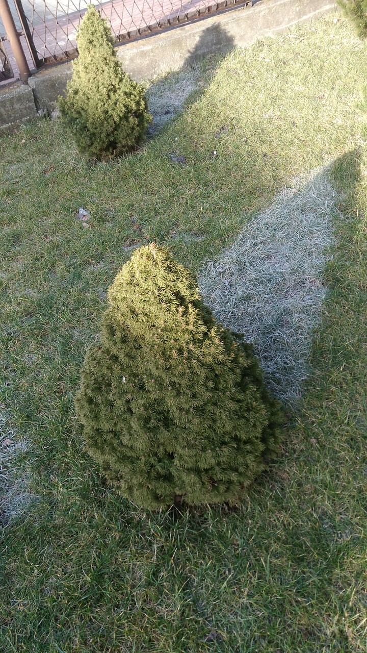 frozen shadow