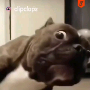 смешное видео