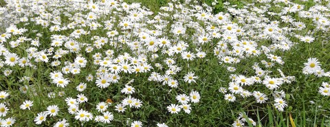 meadow, plant वॉलपेपर