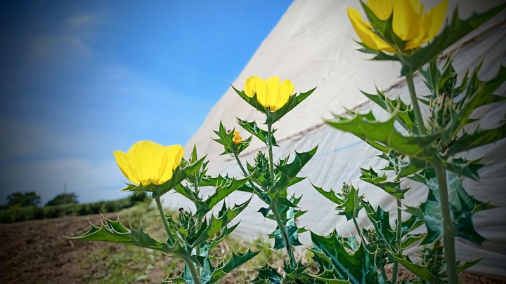 flower