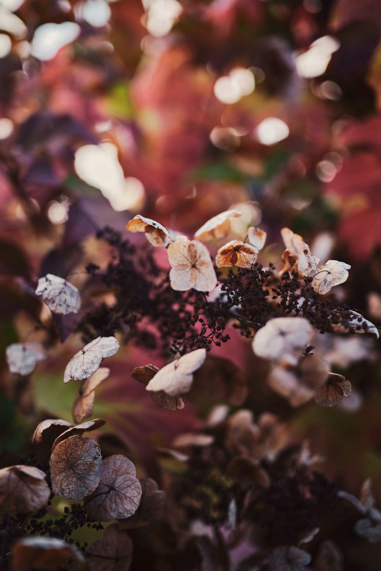 WITHERED FLOWERS