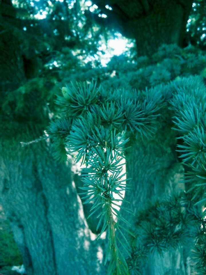 tree leaves