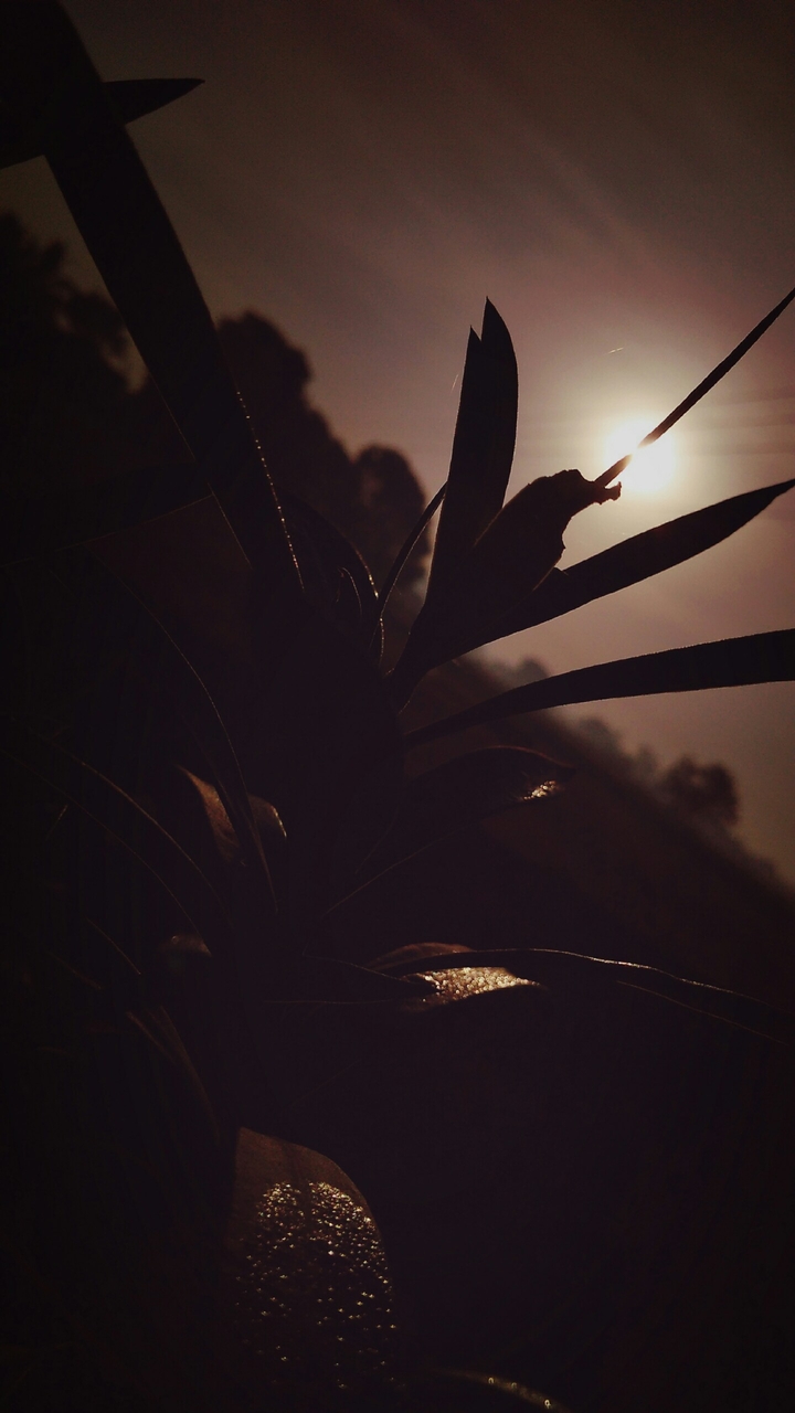 sunrise