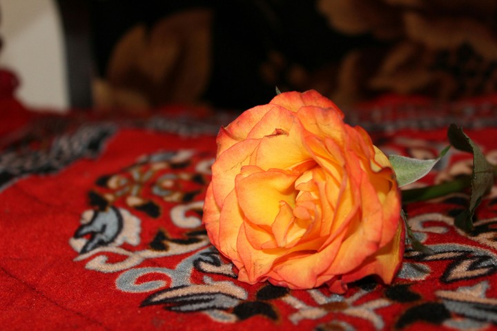 rose