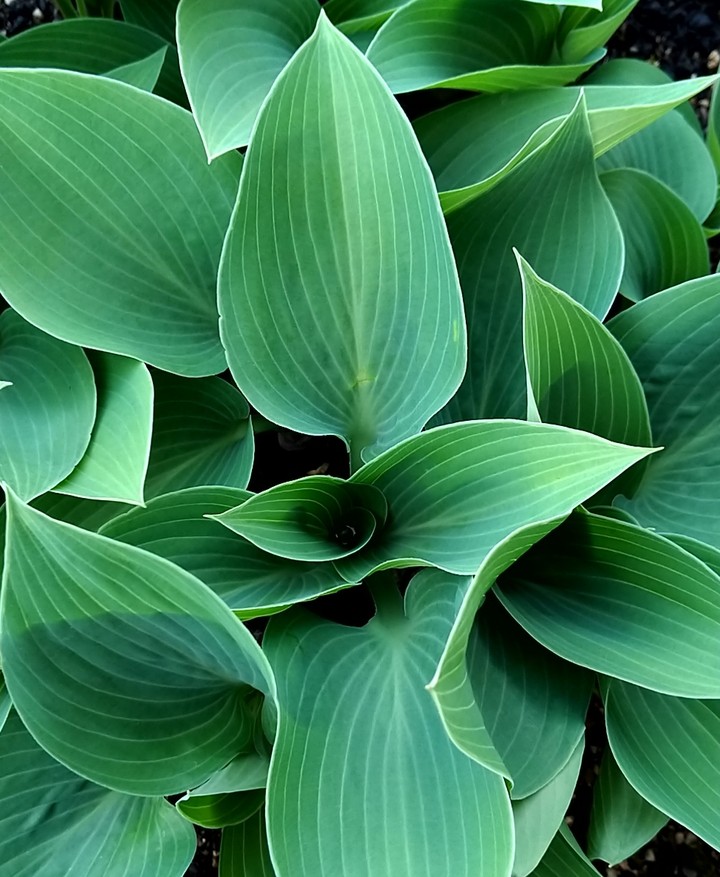 Hosta