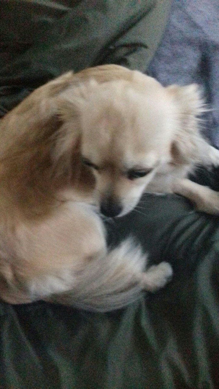 Unser Hund