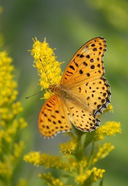 butterfly