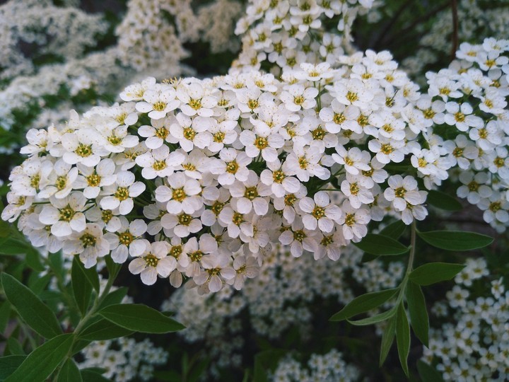 Нежность
