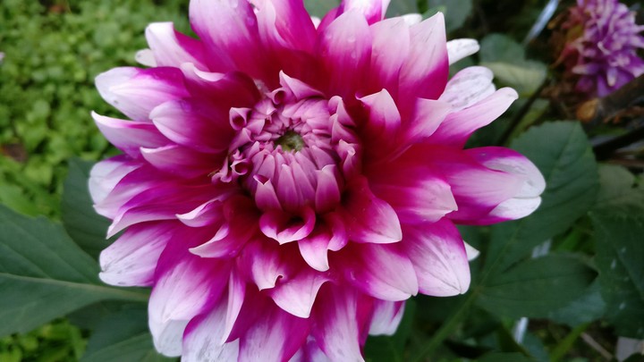 Pink Flower