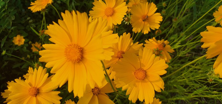 Flowers