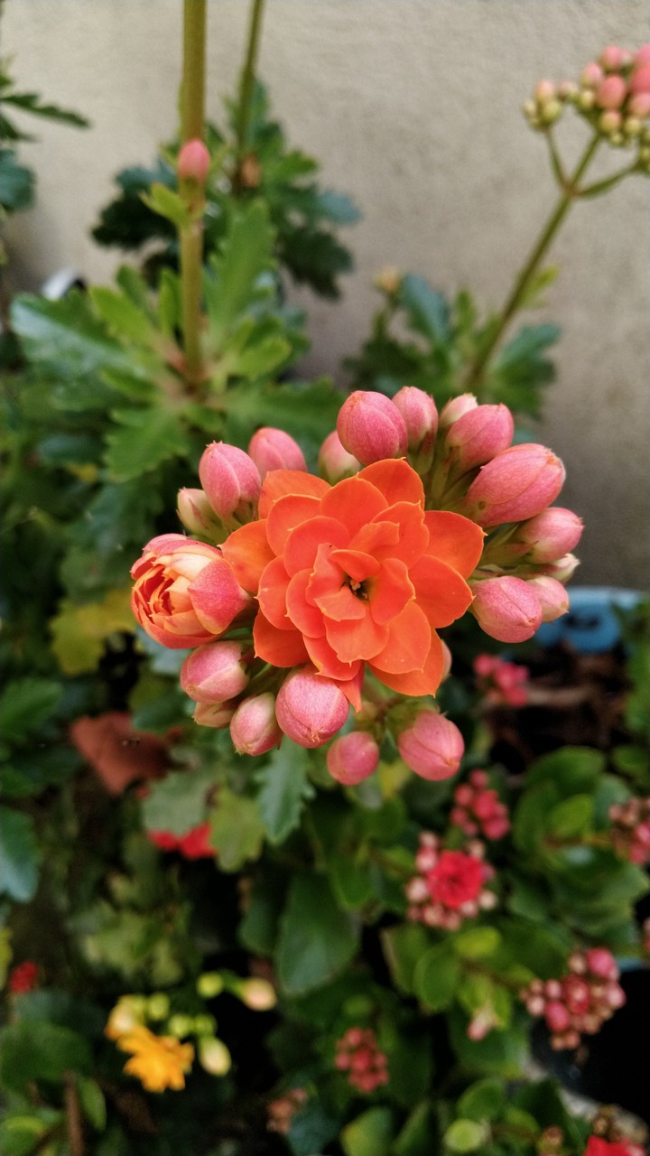 flower blossom