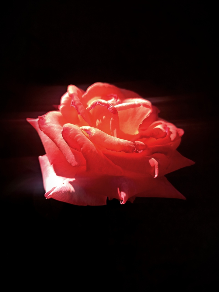 rose