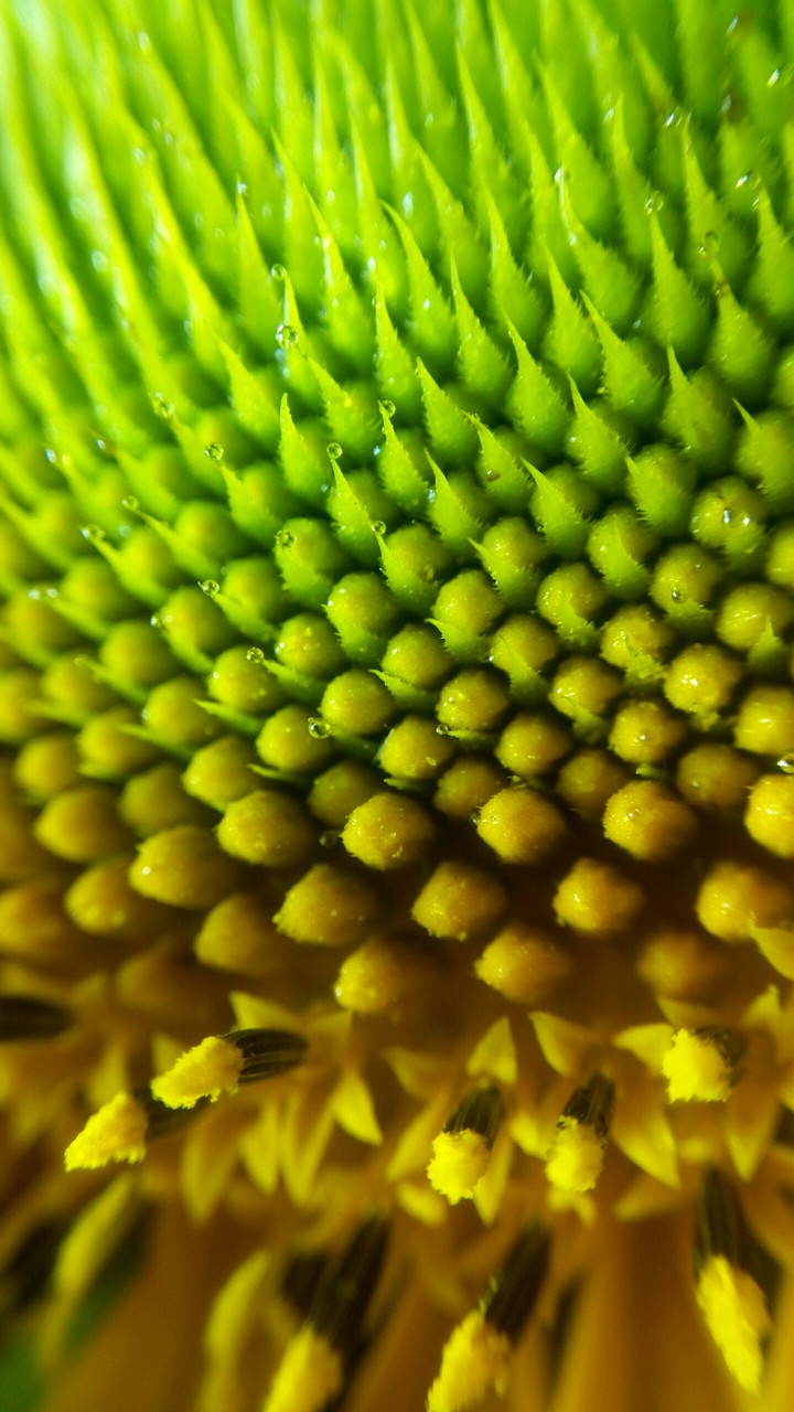 macro♡