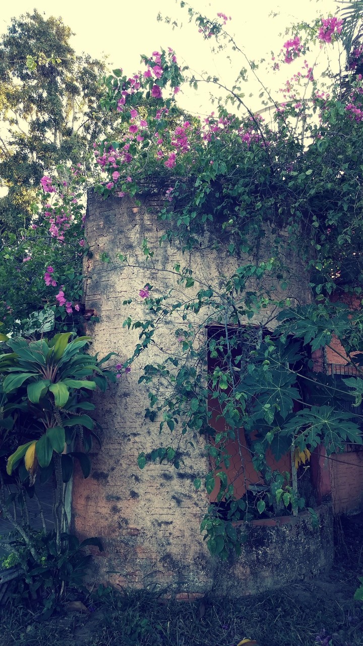 Pé de Rosas