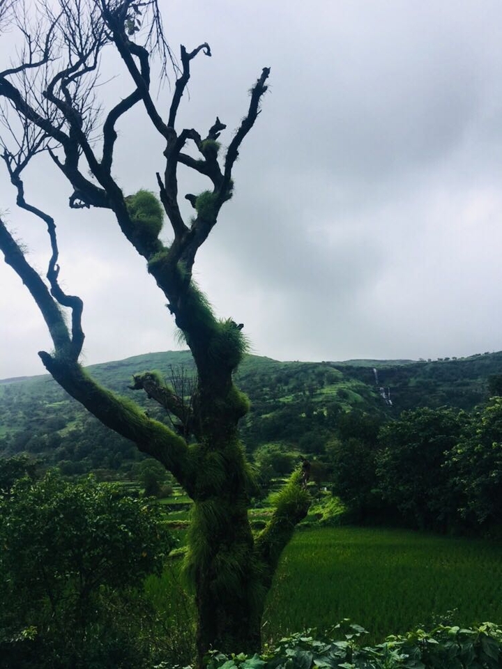nature