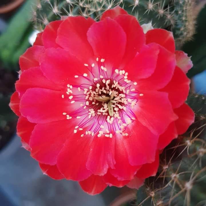 cactus