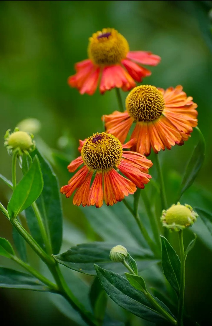 Helenium