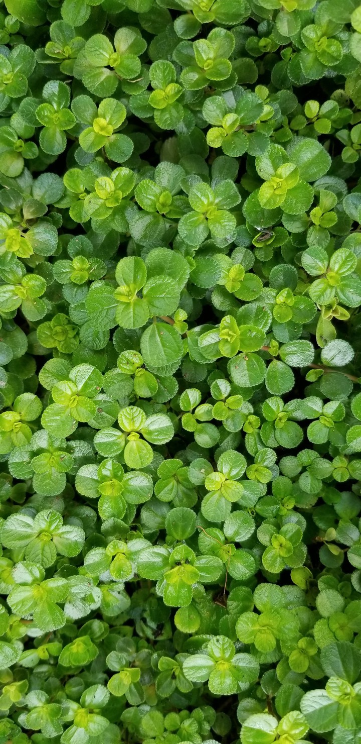 so fresh and so green