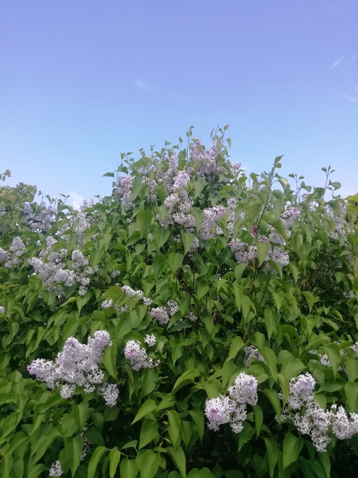 spring