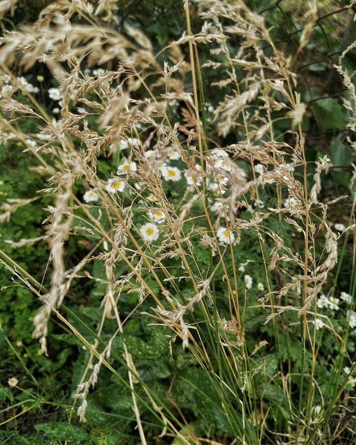Grass