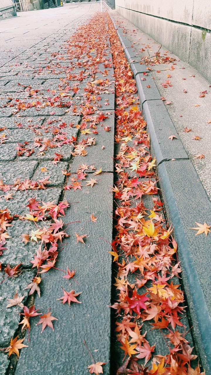京都楓紅