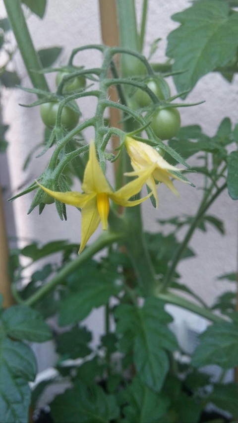 Tomato