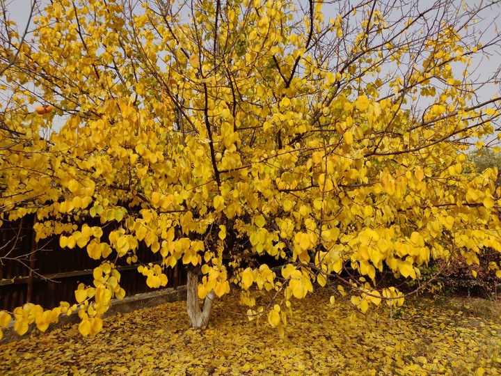 Autumn in neighborhood