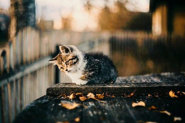 kitten