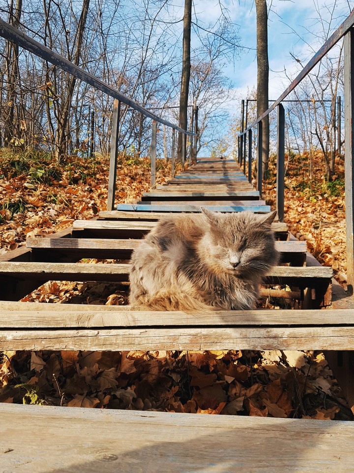 cat in the forest