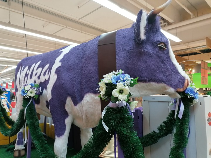 Lila Milka Kuh