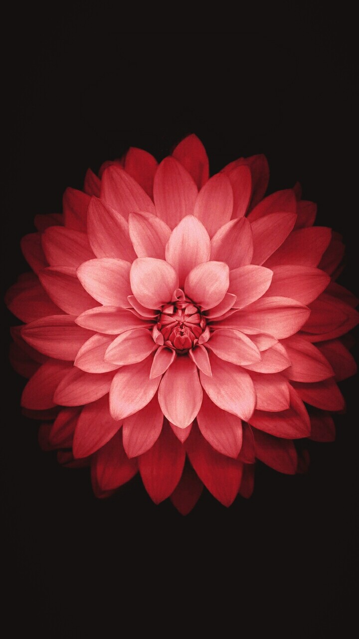 lotus love.....