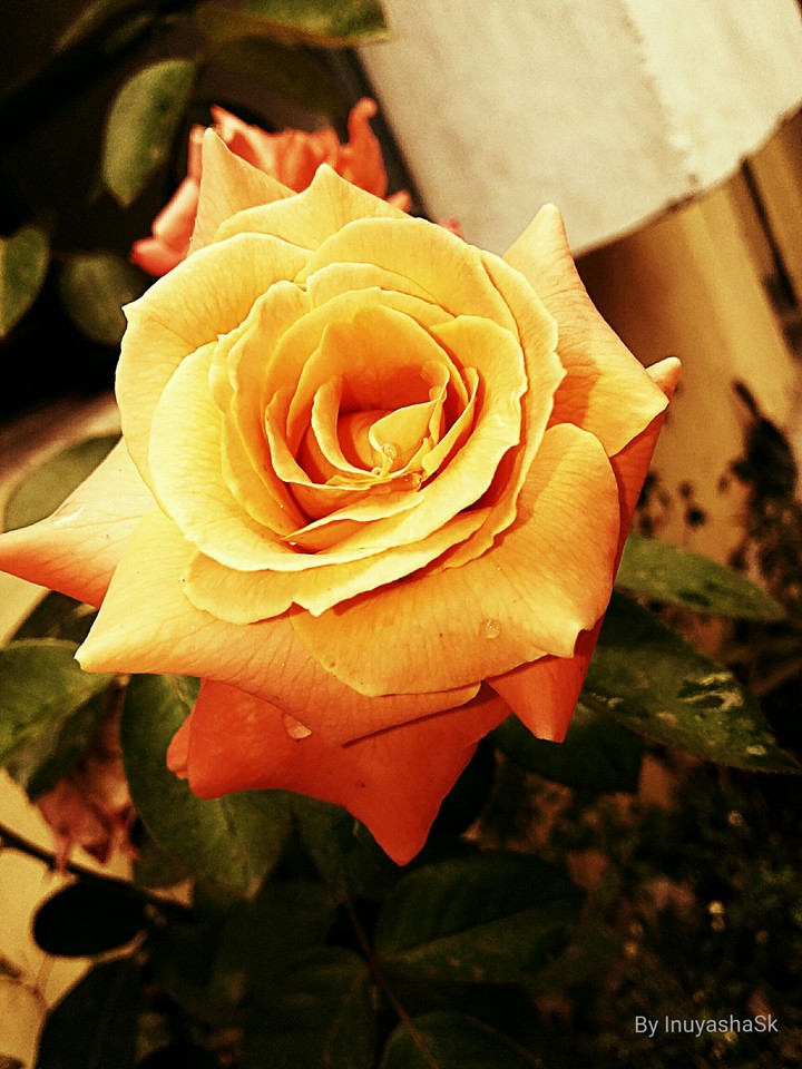 rose
