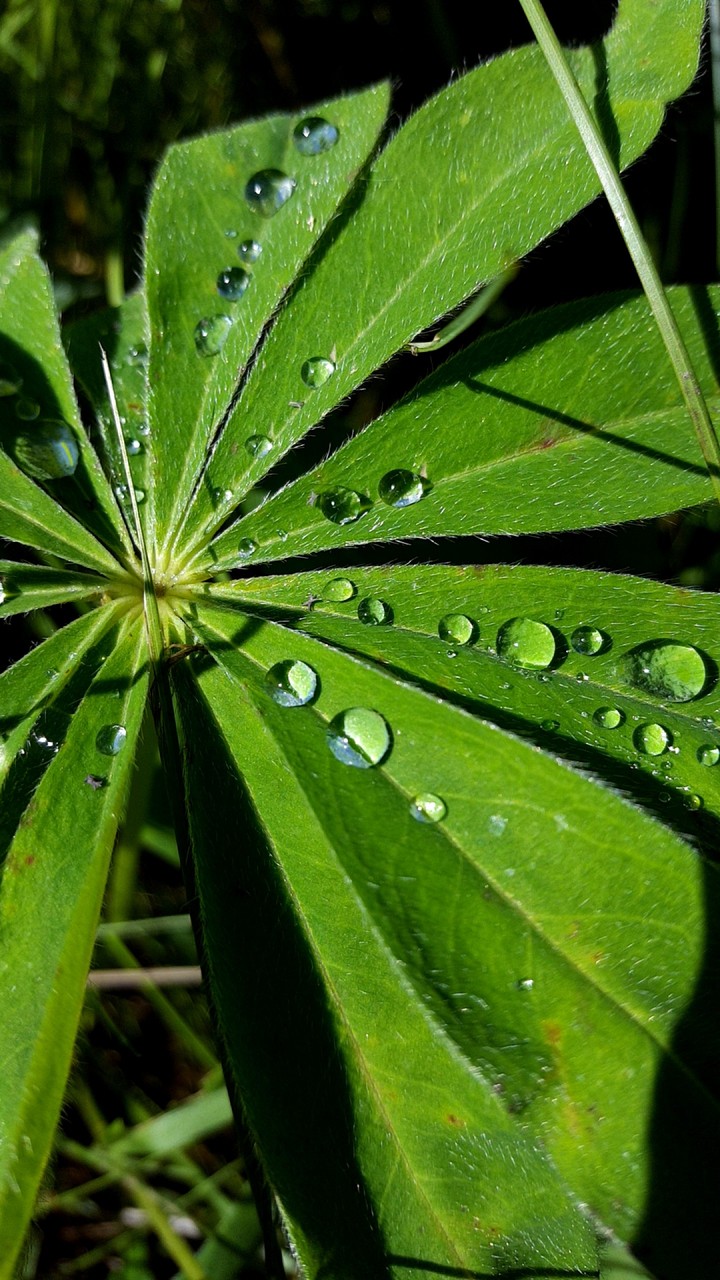 Water droplets