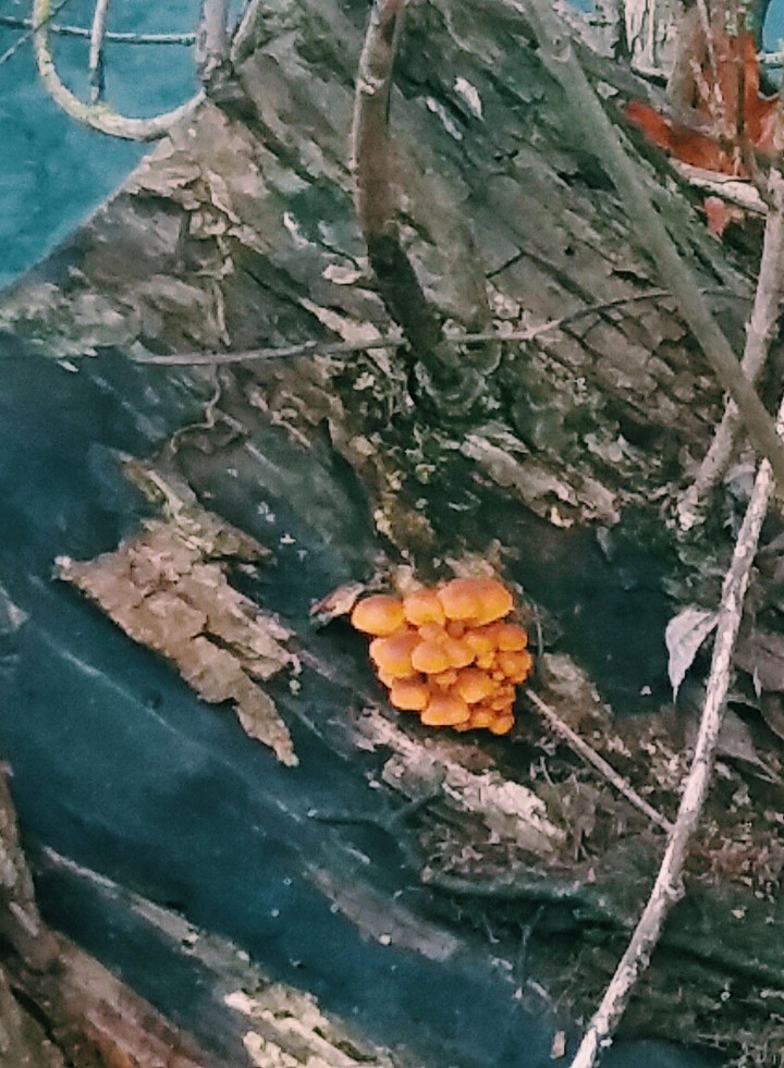 group of mushrooms