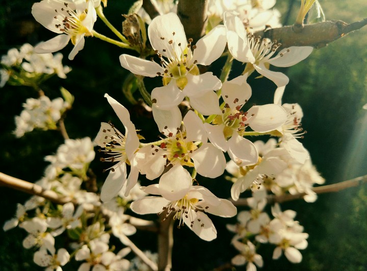 flowers