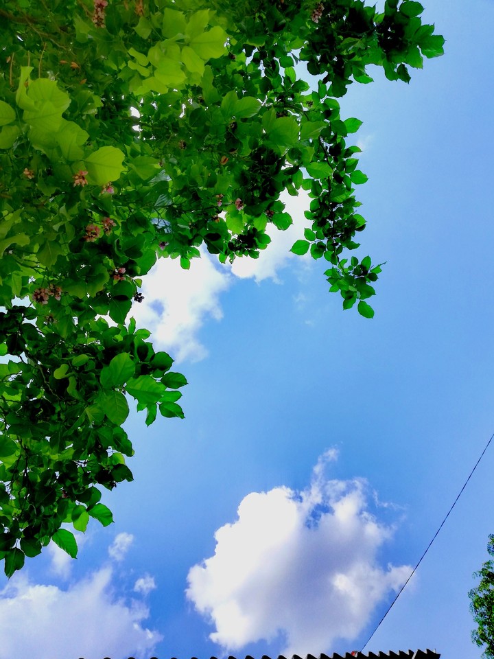 nature