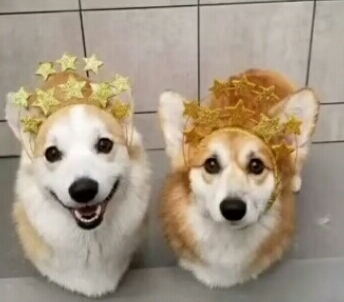 Corgie